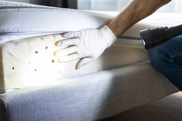 Reliable Garden City Park, NY Pest Control Solutions